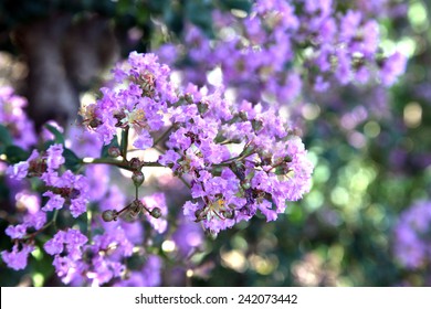 Beautiful purple crepe myrtle flower