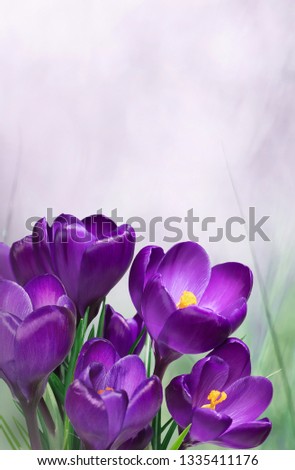 Similar – violet Nature Spring