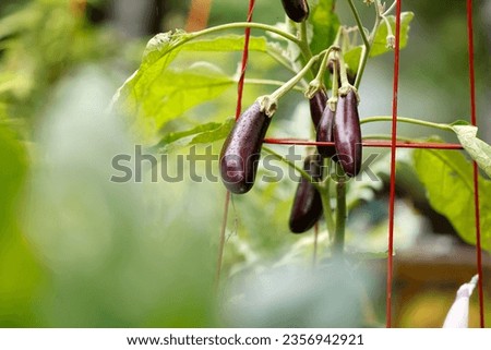 Similar – eggplants Food Vegetable