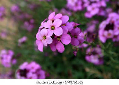 Beautiful Purple Erysimum Bowles Mauve