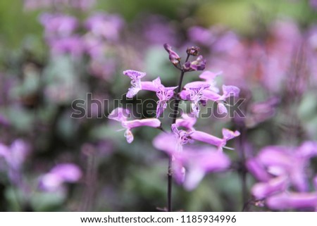 beautiful purple flower