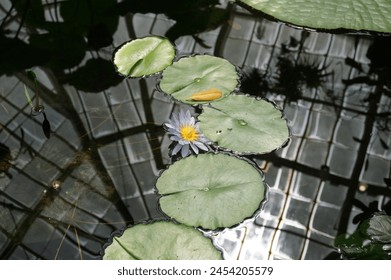 Beautiful purple flower blooming in the pond with scientific name Felicia aethiopica and common name Wild Aster, Blue Marguerite Daisy - Powered by Shutterstock