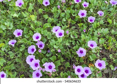 134 Kata flower Images, Stock Photos & Vectors | Shutterstock