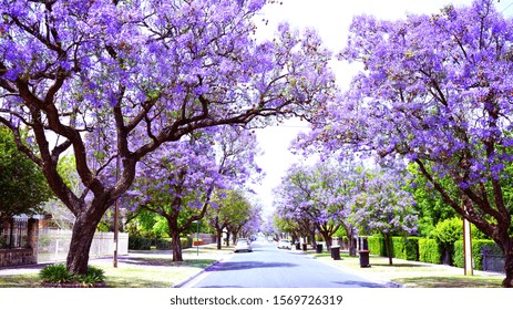 Beautiful purple flower Jacaranda tree lined street in full bloom. Taken in Allinga Street, Glenside, Adelaide, South Australia.