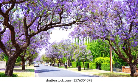 Beautiful purple flower Jacaranda tree lined street in full bloom. Taken in Allinga Street, Glenside, Adelaide, South Australia. - Powered by Shutterstock