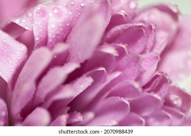 Beautiful Purple Flower With Morning Dew In The Garden, Macro Photography Purple Flower Isolated