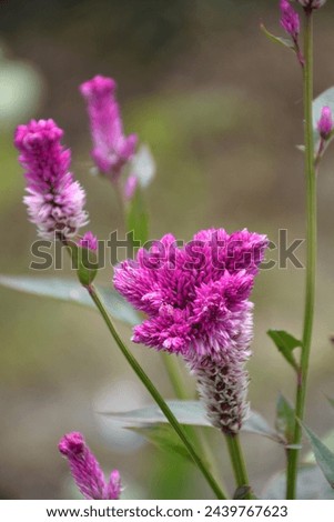Beautiful purple flower with ripples on the top