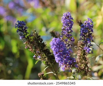 Beautiful purple flowering butterfly bush at an autumnal garden, abstract flower background, sstkBackgrounds - Powered by Shutterstock