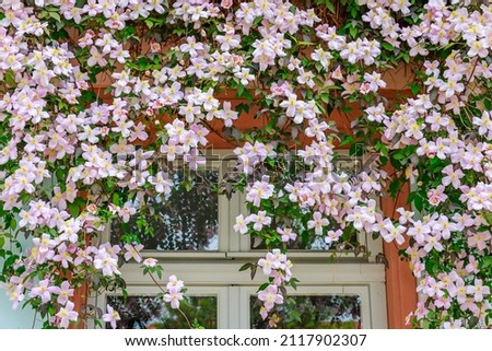 Beautiful Purple flowering Clematis Montana blooms background. Rose Clematis flowers near house wall above window. Many clematis flower with yellow finger stamens in sunny day.