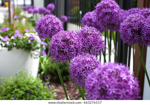 Hermosas flores moradas Allium giganteum, cultivar : Foto de stock ...