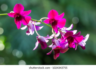 Beautiful Purple Flowers Backlit By Te Afternoon Sun