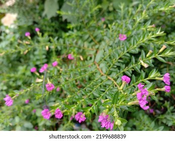 Beautiful Purple Flowers Bloom All Day Long