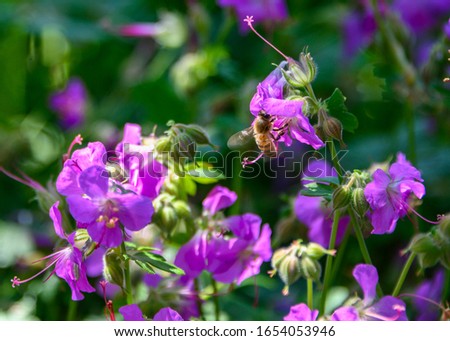 Beautiful purple flowers blooming in the spring. Green leaves ad grass background. Blurred background. Intense purple flower. Very vibrant and colorful nature image. Flower and landscape photography.