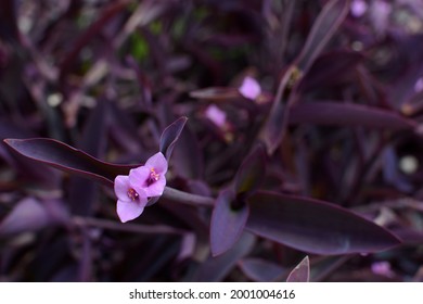 Beautiful purple flowers in the garden - Shutterstock ID 2001004616