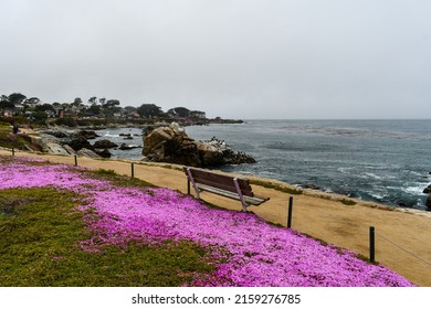Beautiful Purple Flowers at Lovers Point Park in Pacific Grove, California  - Shutterstock ID 2159276785