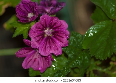 Beautiful purple flowers right after the rain. Violet flowers in the garden with raindrops on the petals and leaves.  