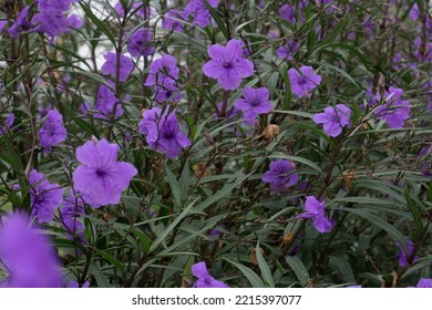 Beautiful Purple Flowers Spread Out. Turkey October 2022