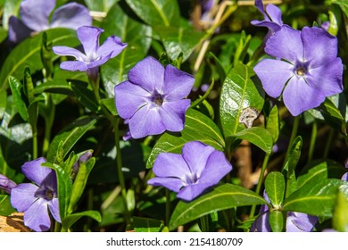 Beautiful purple flowers of vinca on background of green leaves. Vinca minor, small periwinkle, small periwinkle, ordinary periwinkle, as decoration of garden. Close-up. Concept of nature for design. - Shutterstock ID 2154180709