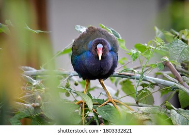 Beautiful Purple Gallinule, Colorful Waterbird Of Marshes From Southeast U.S. To South America