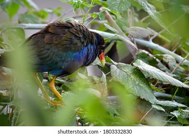 Beautiful Purple Gallinule, Colorful Waterbird Of Marshes From Southeast U.S. To South America