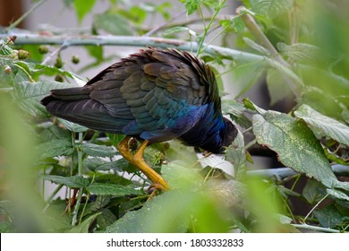 Beautiful Purple Gallinule, Colorful Waterbird Of Marshes From Southeast U.S. To South America