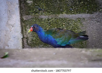 Beautiful Purple Gallinule, Colorful Waterbird Of Marshes From Southeast U.S. To South America.