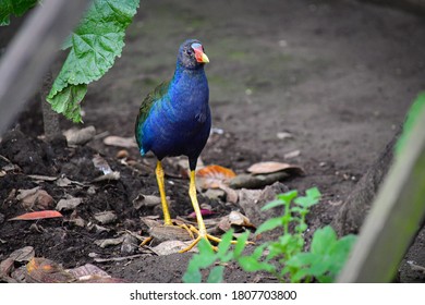 Beautiful Purple Gallinule, Colorful Waterbird Of Marshes From Southeast U.S. To South America.