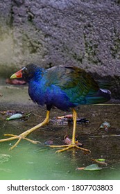 Beautiful Purple Gallinule, Colorful Waterbird Of Marshes From Southeast U.S. To South America.