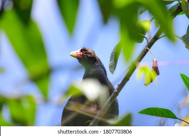 Beautiful Purple Gallinule, Colorful Waterbird Of Marshes From Southeast U.S. To South America.