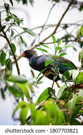 Beautiful Purple Gallinule, Colorful Waterbird Of Marshes From Southeast U.S. To South America.