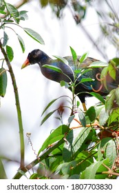 Beautiful Purple Gallinule, Colorful Waterbird Of Marshes From Southeast U.S. To South America.