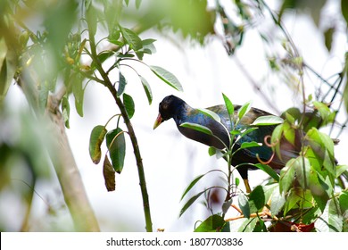 Beautiful Purple Gallinule, Colorful Waterbird Of Marshes From Southeast U.S. To South America.