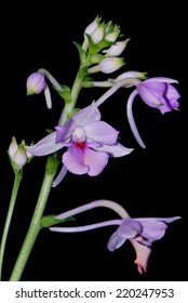 Beautiful Purple Ground Orchid Flower, Calanthe Sylvatica Or Calanthe Masuca, Isolated On A Black Background