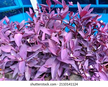 Beautiful Purple Heart Plant In The Garden