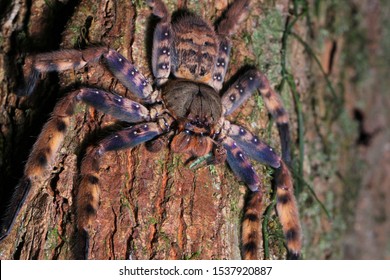 Beautiful Purple Huntsman Spider Heteropoda Lunula Stock Photo (Edit ...