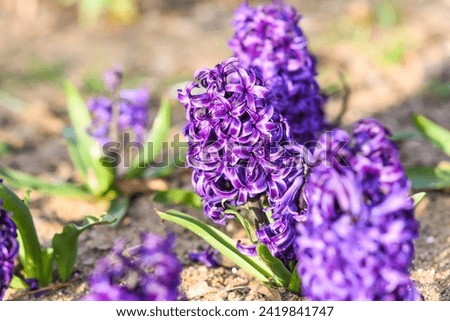Beautiful purple hyacinth blooming in the garden on a sunny day.