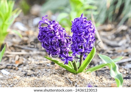 Beautiful purple hyacinth blooming in the garden on a sunny day.