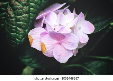 Beautiful of purple hydrangea flowers - Shutterstock ID 1051449287