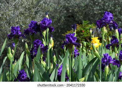 beautiful purple irises in bloom in a garden