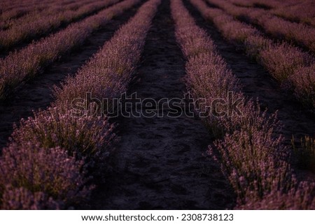 Beautiful purple lavender field at sunset. Bushes grow in even rows, going diagonally beyond the horizon. Aromatic smell. Allergy concept. Natural oils, perfumes. Copy space.