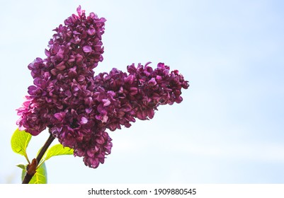 Lilac Tree Images Stock Photos Vectors Shutterstock