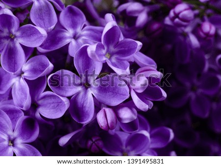 Similar – Image, Stock Photo Lavender bushes closeup on sunset. Sunset gleam over purple flowers of lavender. Bushes on the center of picture and sun light on the top left.