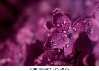 Beautiful purple lilac flowers selective focus. Macro photo of lilac spring flowers. Floral background.
