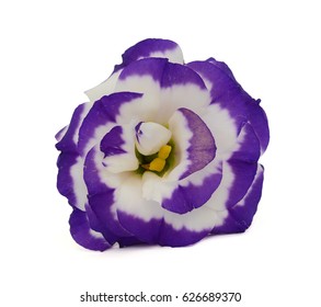 Beautiful Purple Lisianthus Flower Isolated On Stock Photo 626689370 ...