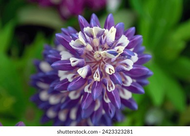 beautiful purple lupine flower . - Powered by Shutterstock