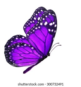 Beautiful Purple Butterfly Flying Isolated On Stock Photo (Edit Now ...