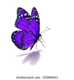 Similar Images, Stock Photos & Vectors of Beautiful purple monarch ...