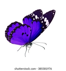 Beautiful Purple Monarch Butterfly Isolated On Stock Photo 385581976 ...