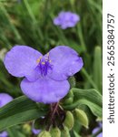 Beautiful Purple Ohio Spiderwort Blooms - Tradescantia ohiensis