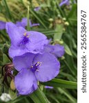 Beautiful Purple Ohio Spiderwort Blooms - Tradescantia ohiensis